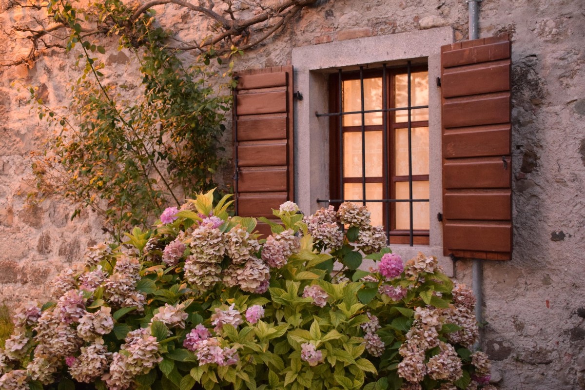 夕暮れのイタリアの窓辺に咲く白とピンクのアジサイ
